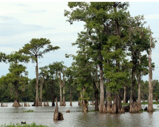 A Southern bayou.