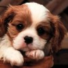gracehub profile image