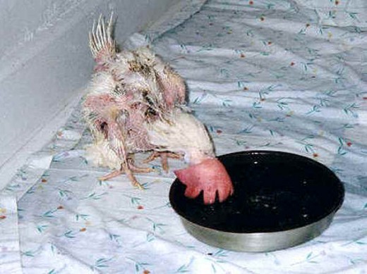 emaciated chicken