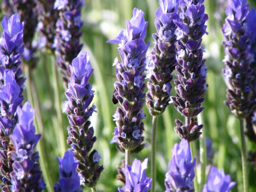 Lavender! Smells as beautiful as it looks (can even calm an anxious dog!). 