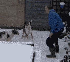 Hubby playing with the dogs in our yard. Don't know which one enjoyed the snow the most?