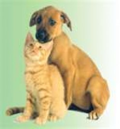 Buy pet supplies at  Discount prices and Save $$$