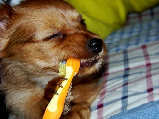 Puppies like to play...NOT brush! Get advice from your vet BEFORE brushing your young dog's teeth!