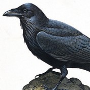 Nevermore profile image