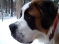 Cold Weather Dangers Dogs May Be Exposed to