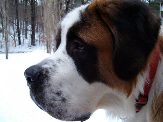 winter dangers for dogs, courtesy of ofrockwood, morguefile.com