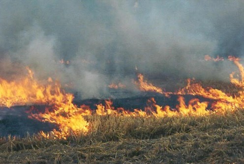 Gluten Intolerance: Burns