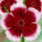 dllhubpages profile image