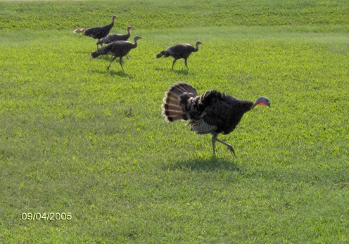 wild turkeys