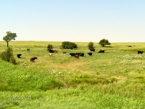cows in a pasture