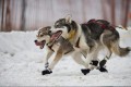 The Great Iditarod Trail Sled Dog Race