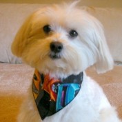 DogRemedy profile image