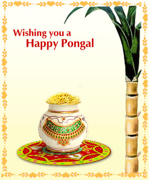 Pongal activity