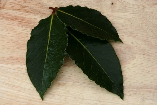 Bay leaves are shiny, deep green and have a leathery look.
