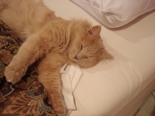 A very tired Paws taking a well deserved nap.