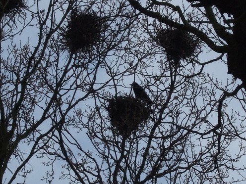 Crows in their nests in the Grove, Felixstowe