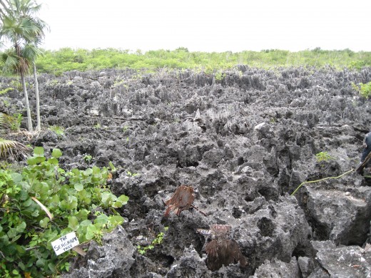 Another view of the rocks with Sea Grapevine in corner