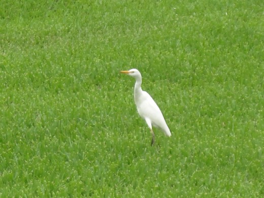 A white egret on a resident's lawn in Hell, Grand Cayman Island