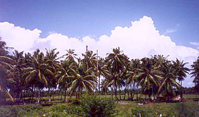Travel Guyana. Courtesy guyana.org