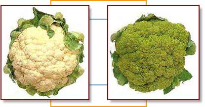 A cauliflower and a broccoflower. Either of these vegetables can be used in this recipe.