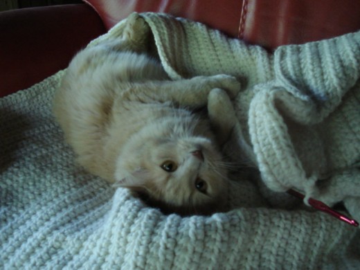 Paws and the afghan.