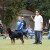 Azzo Vom Heldenhaft, AIRK Nationals 2008, VP-5, 6-9 months, Shown Under Bill Alexander Azzo Vom Heldenhaft, AIRK Nationals 2008, VP-5, 6-9 months, Shown Under Bill Alexander