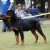 Azzo Vom Heldenhaft, AIRK Nationals 2008, VP-5, 6-9 months, Shown Under Bill Alexander Azzo Vom Heldenhaft, AIRK Nationals 2008, VP-5, 6-9 months, Shown Under Bill Alexander