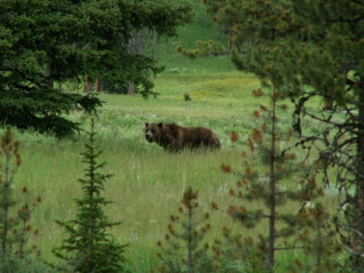 Wildlife sightings are frequent on an Alaskan cruise, particularly in May and September.