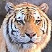 wihcar profile image