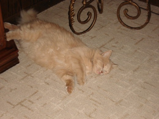 Paws taking a break.