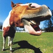 john q profile image