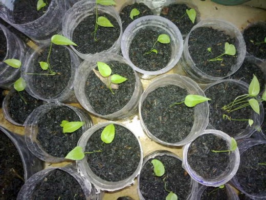 I've made many seedling pots from PET bottles. You can see those seedlings grow well, right ?