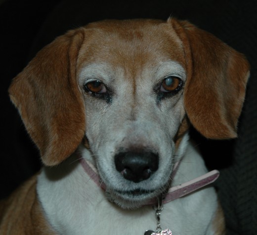 Bunny Roo Beagle had serious eye problems! 