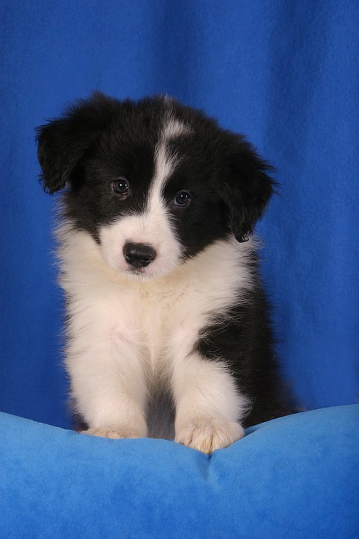 An adorable Border Collie Puppy!