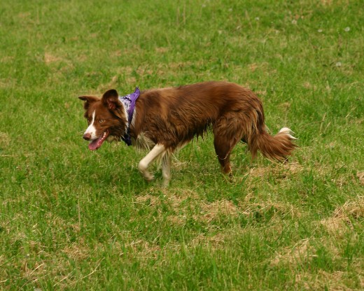 The Border Collie...born to herd!