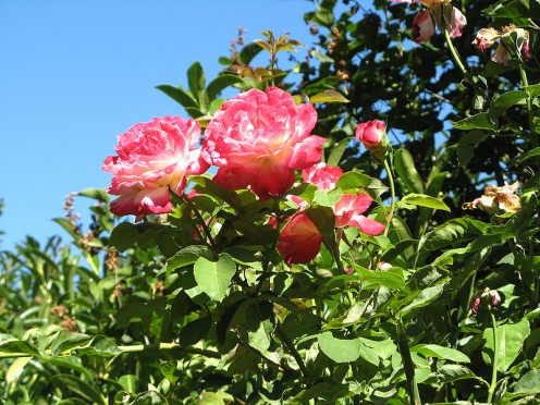 Hybrid Tea Rose. These make wonderful gifts for Mother's Day, on dates, and for birthdays and other holidays. You can grow them in your garden.