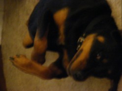 Signs a Dog is About to Bite