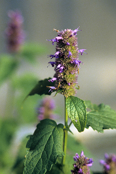 Hyssop