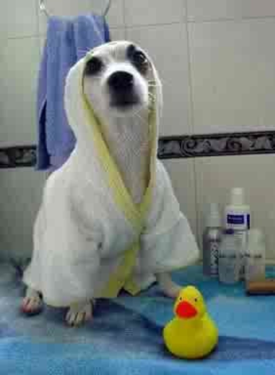 Bathing is Only a Part of Grooming