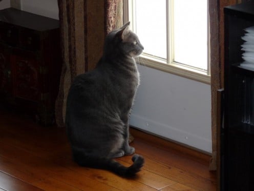 If I could only get out there I could catch that Blue Jay no problem.