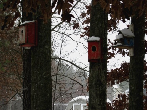 There seems to be at least one of these birdhouses on every tree in the back yard.