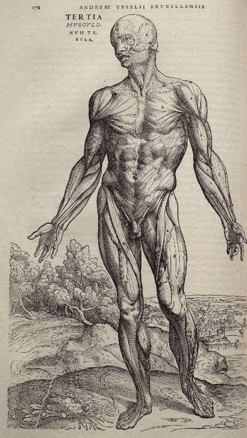 Andreas Vesalius' "De humani corporis fabrica", page 178       