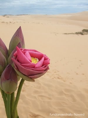 As a flower in the desert is  a voice of praise in the midst of suffering