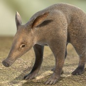 aardvark profile image
