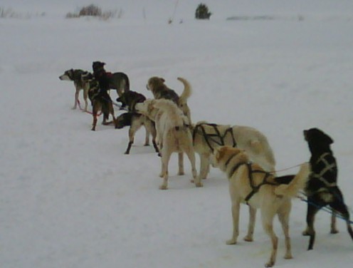 The team of sled dogs that pulled us on the track