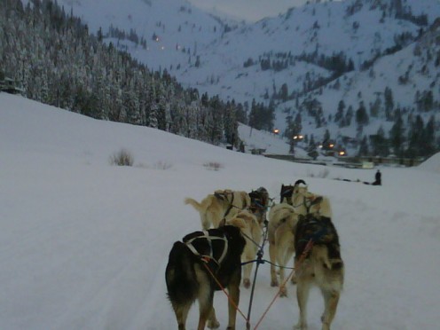 More sled dogs