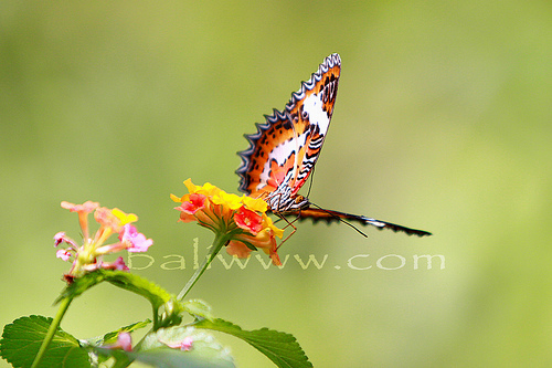 Bali Butterfly Park www.bali.com