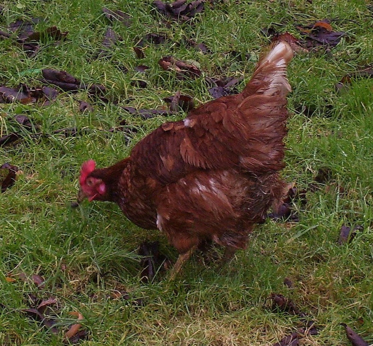 How to Keep Hens in your Garden!