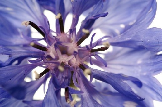 Cornflower blue