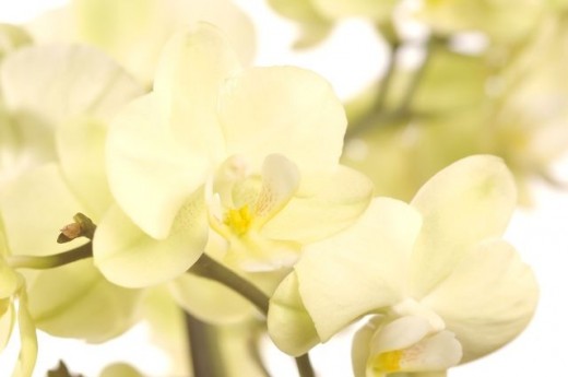 gentle shades of yellow lime and cream